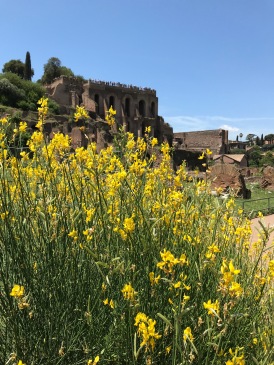 Rome Forum flowers.jpg